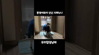 1박2일만에 만난 동생 반겨주는 시바누나 #short #cutedog #dog #short #shortvideo #doglover