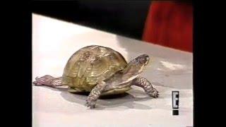 Stupid Pet Tricks on Letterman, March 29, 1984