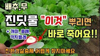 배추무 텃밭작물 진딧물개미응애 이것 뿌리면 저렴하고 쉽게 퇴치가능 친환경살충제 어렵게 찾지마세요