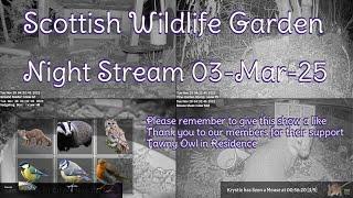 Night Stream March 3rd 2025 | Bird Feeders, Wildlife Cameras Scotland UK from SWG