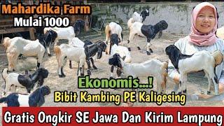 1000...!!GRATIS ONGKIR SE JAWA KAMBING PE KALIGESING#bibitkambing #kambingpe #hargakambing