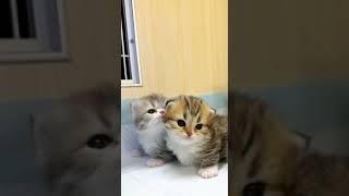 "Cats Fun"|cat videos|Funty Master #catlover #pets #youtubeshorts #fun #funnyshorts #funnymoments