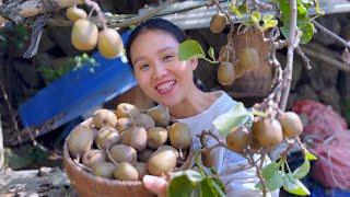 The kiwis are ripe! Pick a large basket and take a bite.They are so sweet that you can’t stop eating