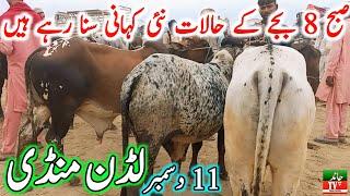 Luddan Cow Mandi Today Latest Update 11-12-2024 - Cow Mandi 2024 - Cholistani Bachre in Ludan Mandi