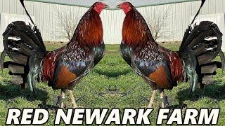 Tony Mtz Red Newark Farm Quality Beautiful Birds - Farm Visit