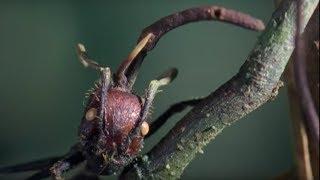 Attack of the Killer Fungi | Planet Earth | BBC Earth