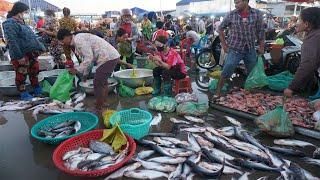 Morning Fish Market Scene @Prek Phnov - Morning Daily Lifestyle & Activities of Vendors Selling Fish