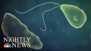 Brain-Eating Amoeba Kills Man Who Swam At Water Park | NBC Nightly News