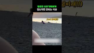 평온한 오리가족에게 장난치면 안되는 이유