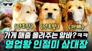 [#고독한훈련사] (1시간) 손님 마음만 훔쳐야지 제 마음까지 훔쳐버리면 어떡해요 가게 매출을 책임지는 애교쟁이 반려견 | #디제이픽
