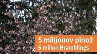 5 milijonov pinož / 5 million Bramblings