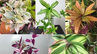 Tradescantia collection 