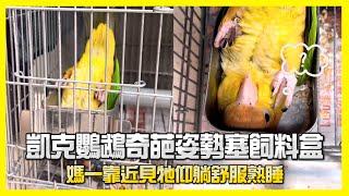 凱克鸚鵡奇葩姿勢塞飼料盒　仰躺舒服熟睡｜寵物動物｜鳥寶｜搞笑