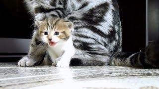 Cute Kittens from Chorus Line | Funny Cats  video Compilation