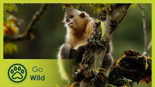 Mystery Monkeys of Shangri-La - Go Wild