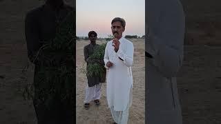 What is this #thar #tharwasi #villagelife #vlog