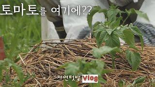 [May-1] I'll Grow Tomatoes This Way This Year/Busy Spring Natural Gardening /Spinach Sprouts Noodles