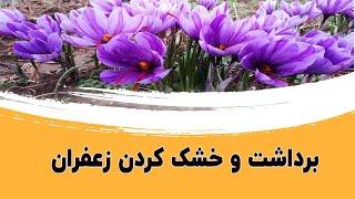 برداشت زعفران اصل از مزرعه|پاک کردن و خشک کردن  گل زعفران در خانه