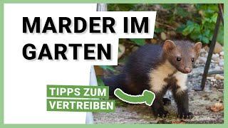 Marder im Garten und Haus erkennen – Tipps zum Vertreiben