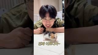 예민한 어미고양이 #아기고양이 #고양이입양 #코숏