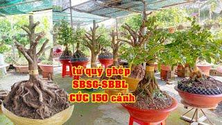 Phôi Mai Tứ Qúy Tay Cành Điều 0981999553 Khang | Tứ Qúy Miệt Vườn