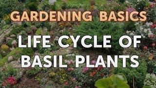 Life Cycle of Basil Plants