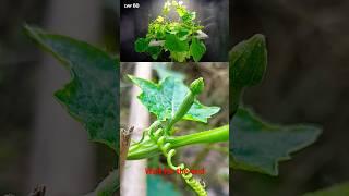 how to grow sponge groud#organic sponge groud