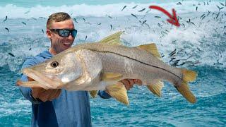 30 Days Chasing Florida's Insane Fish Migration (Mullet Run Madness)