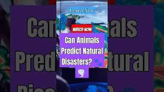 Can Animals Predict Natural Disasters? ️ #animals #naturaldisasters #education