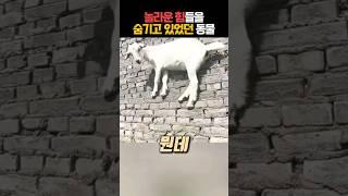 위험한 순간 놀라운 능력을 터득한 동물 #귀여운 #신기한 #동물 #염소