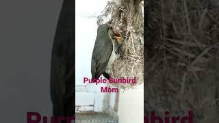 Purple Sunbird Parental Care #Shorts