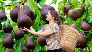 3 Days Of Harvesting In The Forest | Harvesting California Black Pear & Goat-shaped jelly recipe