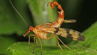 Scorpion Fly - Animal of the Week