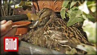 Ente brütet im Blumenkasten - Erna und ihre acht Küken