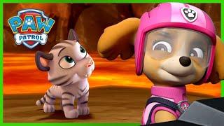 Misja ratunkowa: pieski ratują tygrysy! - Psi Patrol PAW Patrol po polsku - Pup Tales - Pup Tales