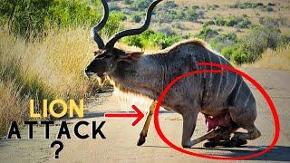 Kudu Survives Lion Attack and Gets Stranded on the Road