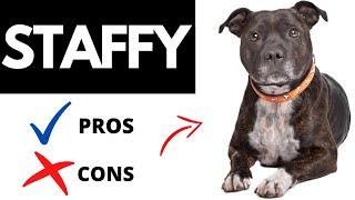 Staffordshire Bull Terrier Pros And Cons | Should You REALLY Get A STAFFY?