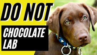 7 Reasons You SHOULD NOT Get a Chocolate Lab