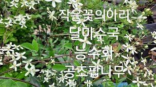 공조팝/능수화/달마수국/작은꽃의아리/석향방/민속품