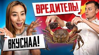 Самый необычный КРАБ. (Волосатый)