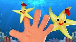 Sao Biển Gia Đình Ngón Tay | Vần Điệu Cho Trẻ Sơ Sinh | Kids Songs | Starfish Finger Family