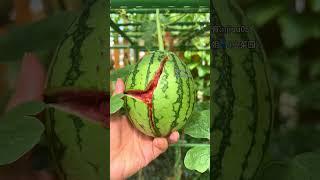 当我出门5天在家，小菜园是什么样子……#记录我的种植生活