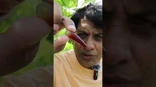 Witch Finger Grapes Review | Unique Grape Variety Grown on Farm  | Taste Test & Benefits!