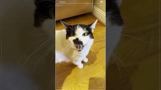 Catitude in the kitchen with Sam Sam and Big Merp  #cats #shorts