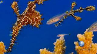 Amberjacks and three Harlequin ghost pipefish.