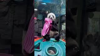 谁穿灵岩内裤了？大熊猫灵岩