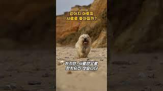 강아지 아토피 사료로 나아질까? #강아지사료