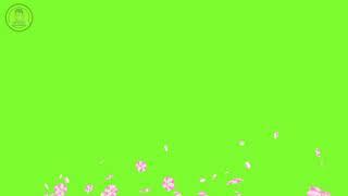 Flower Green Screen Video No Copyright Infringement