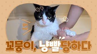 #EP18 고양이 목욕 시키고 집사에게 남은건 상처뿐 #냥이 냥빨 # 심통난 표정 #왜그렇게 싫은걸까