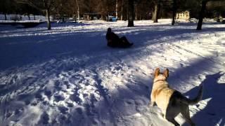 Waylon (& Redford) sledding fun at Chautauqua in Boulder.